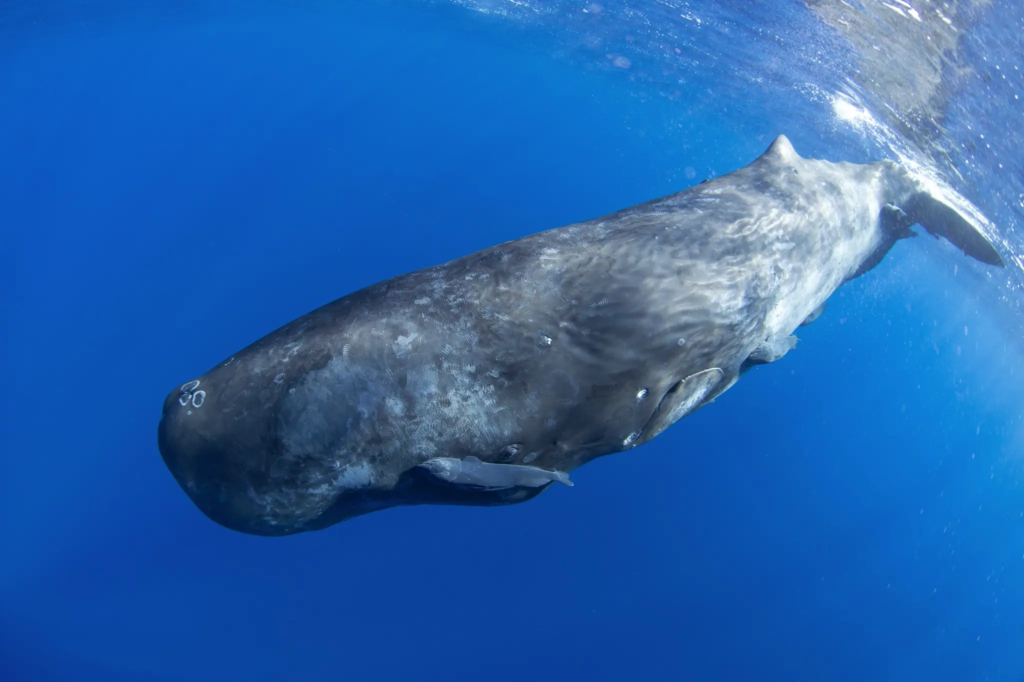 Single adult sperm whale viewed from below against the surface light, the massive squared head filling the left of frame, the animal beginning its descent